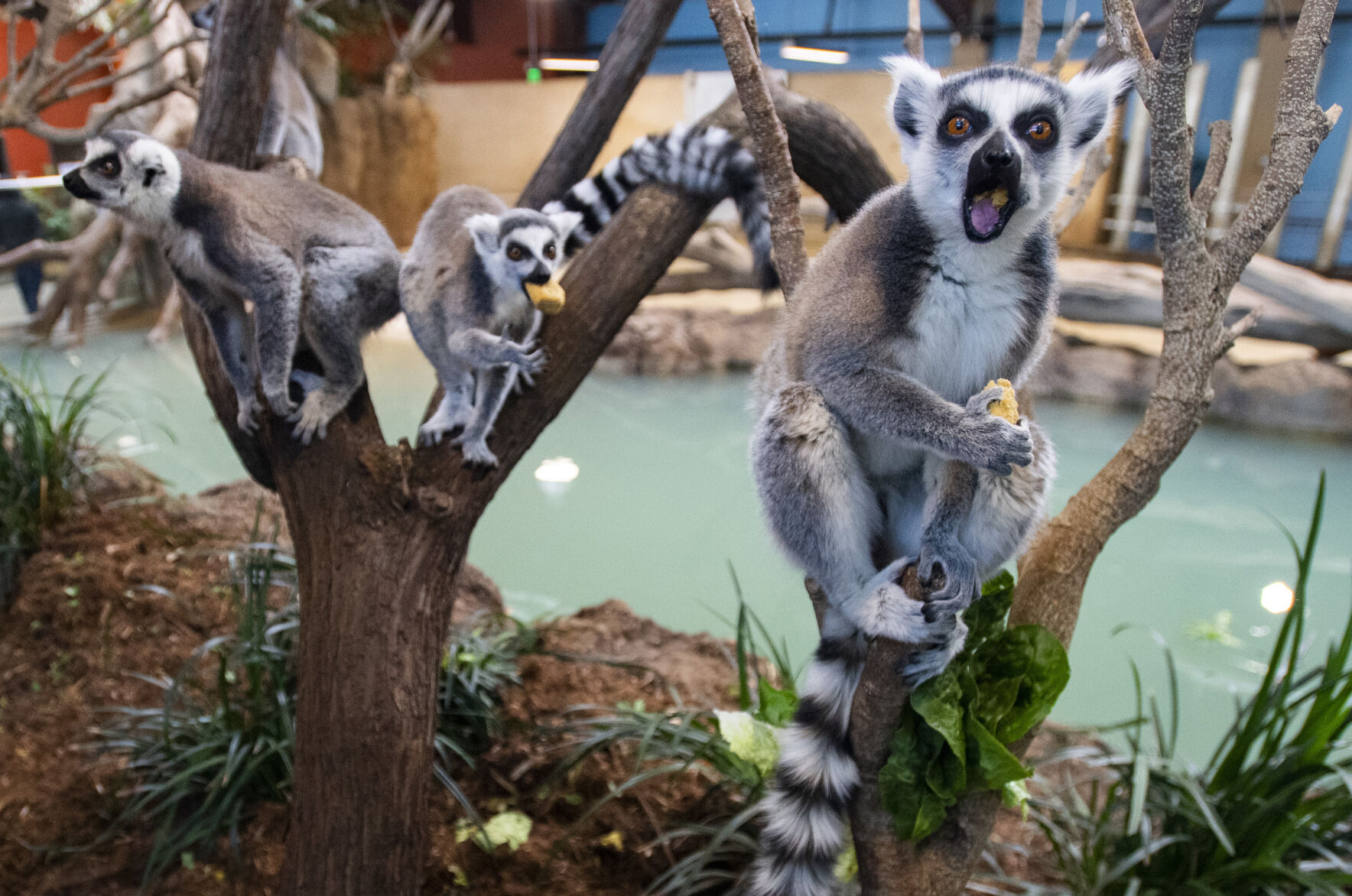 Ring Tailed Lemur Wrapped In Tail by Konrad Wothe